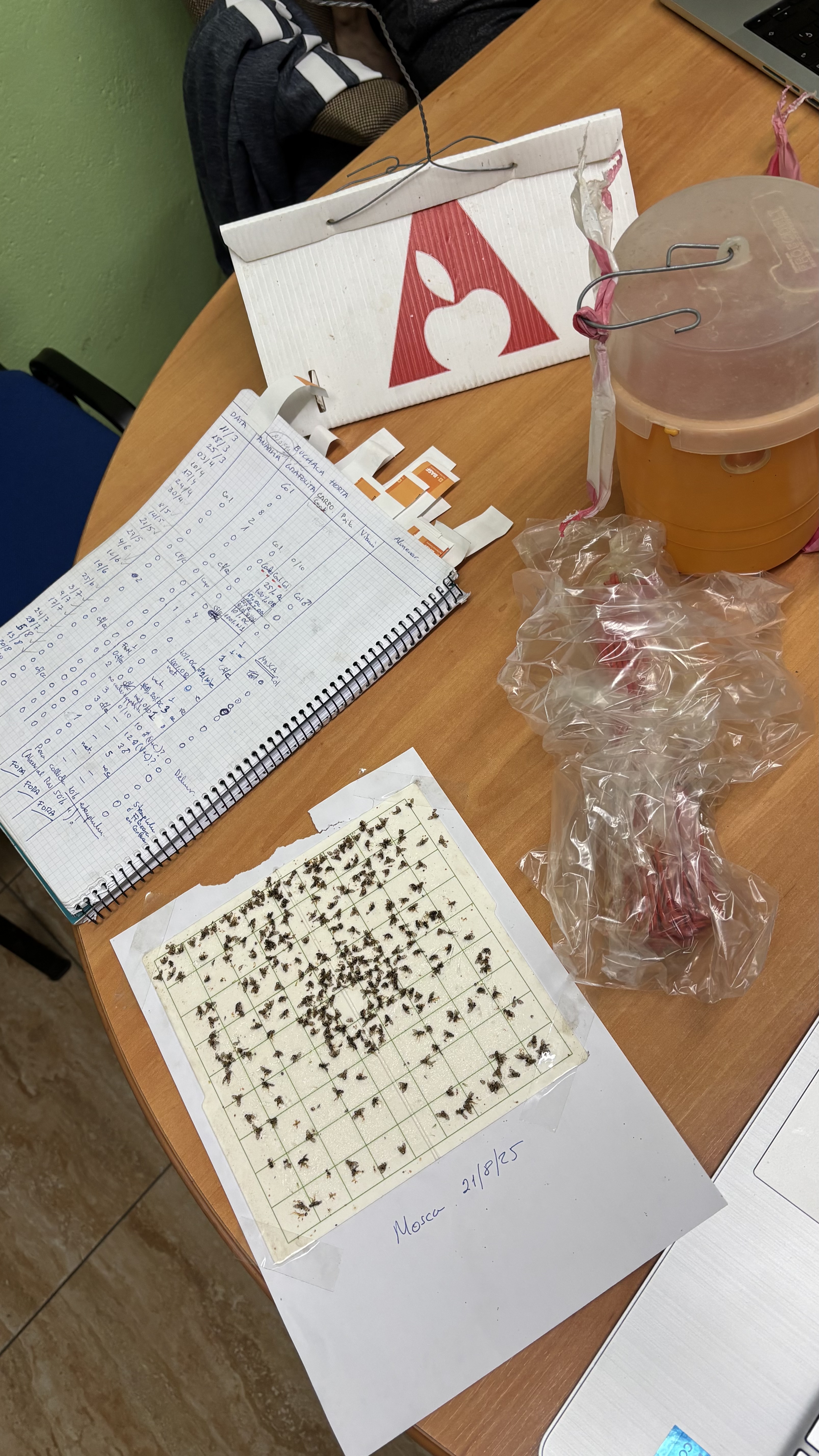 material excursió alfarràs